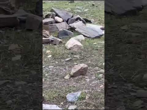 AYI BOĞAYI DEVİRMİŞ 🐮 🐻  #takip #nature #ayı #boğa #keşfet #shortsvideo #animals #doğa #viralvideo