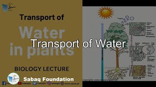 Transport of Water