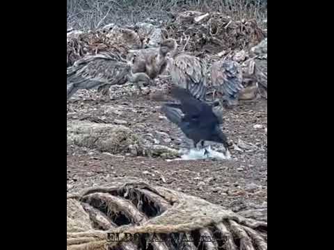 Ворон до смерти заклевал птицу