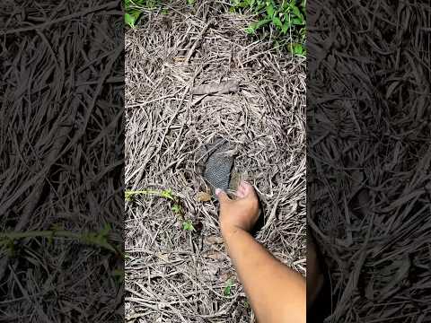 Tangkap ekor ayam hutan di bawah semak2 😮 #ayam #hutan #viral