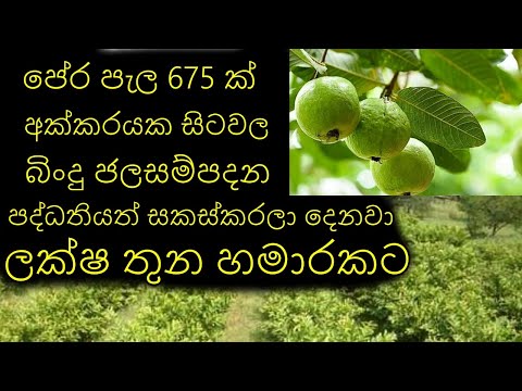 ඇපල් පේර වගාව Guava Cultivation Sri Lanka