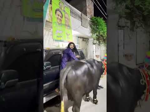 Asa koi Sher nhi😱😍Qurbani🥰❤ gold chain for my camel😱 #bakraeid2k23 #bakraeidlover #cow #ytshorts#yt
