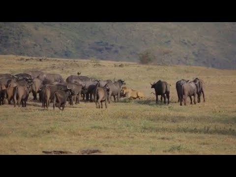 male lions surrounding by herd buffalo attack them get out their territory video