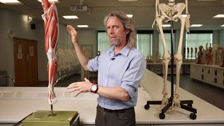 Lower limb nerve injury anatomy