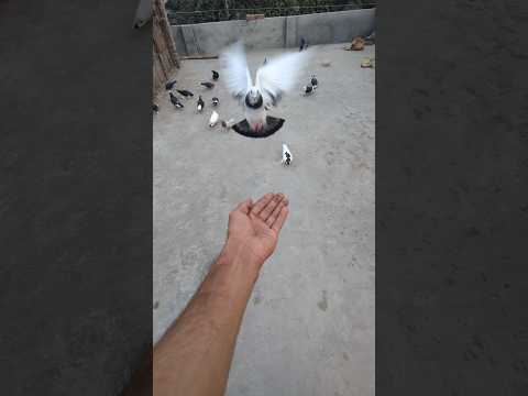 Ya Hai ak Acha Kabootar ki pechan♥️ || #shorts #pigeon #pigeonkabutar