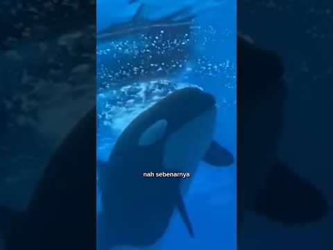 KISKA PAUS ORCA PALING KESEPIAN DI DUNIA
