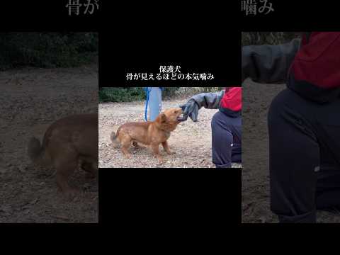 心を込めたトレーニング #doglibre #ドッグトレーニング #犬のしつけ #保護犬