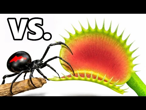 Viuda Negra vs. Planta Venus