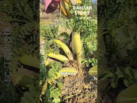 Mengubah Lobak Menjadi Potongan Kering