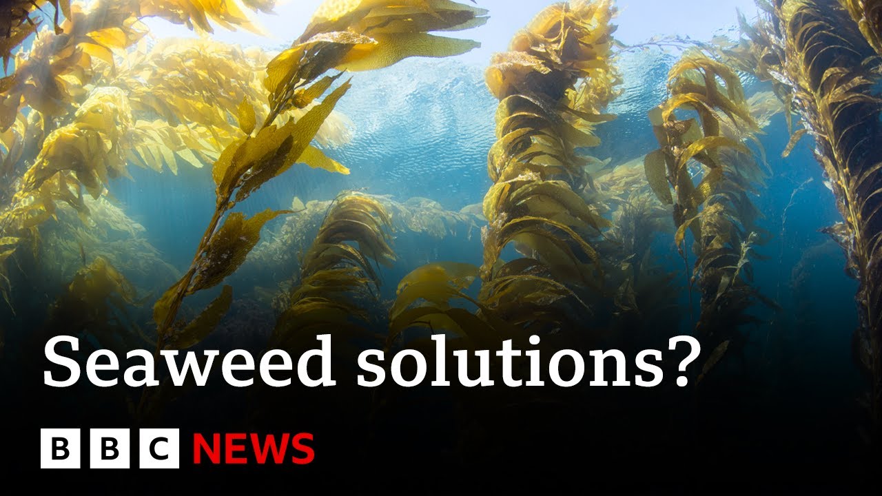 How can Seaweed Provide Potential Climate Change Solutions?