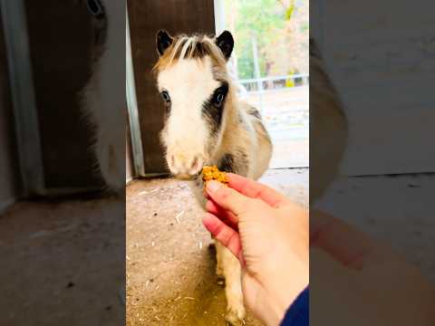 Horse Cookie Vlog ​⁠@Maxwell_farms 🐴🎄 #shorts #shortsvideo