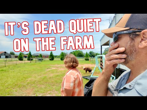 Something Is WAY Off at the Farm Today!