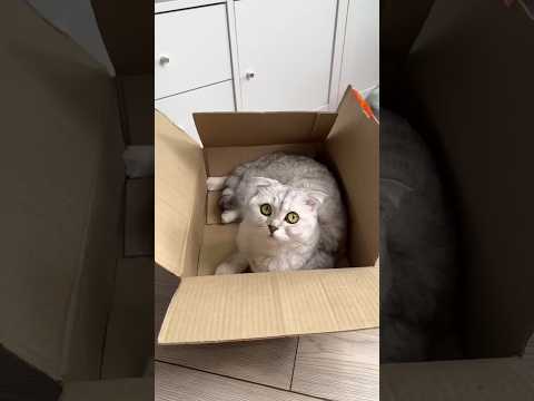 No matter how expensive the beds are, Kitty will sleep in a box #youtubeshorts #viralshorts