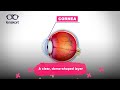 Understanding Eye Anatomy and Function