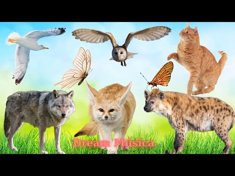 Animals and Their Delightful Sounds: Fennec Fox, Hyena, Albatross, Owl, Cat, Wolf - Animal Sounds