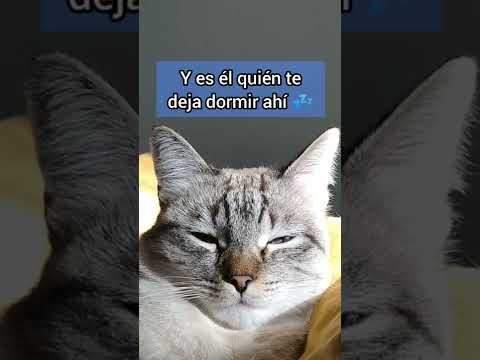 ¿Sabes porque tu gato se acuesta contigo? ✨️ #gatos #sabiasque #curiosidades #catlover