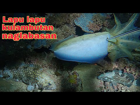 ep580 Dive2 Lapu Lapu kulambutan naglabasan