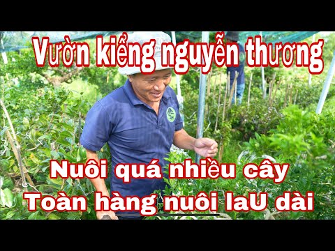 lên vườn kiểng bonsai nguyên thương tham quang