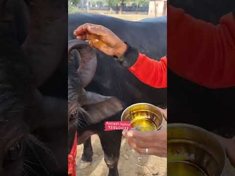 सोंदर्य की एक झलक। #koi naghma# #murrah #cattlefarm