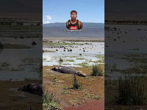 Hyena on the run after hippo reaction