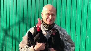 Жизнь в деревне. Итоги первого года. Куры. Индоутки.