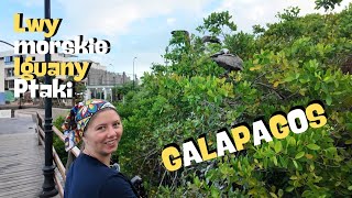 Galapagos: inspektorzy, zwierzęta, spacer - REJS DOOKOŁA ŚWIATA