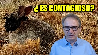 ¿QUÉ PASA con los CONEJOS ZOMBIS? ¿Por qué les salen tentáculos o cuernos?