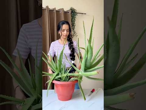 100%pure Aloevera Gel, Hair Mask🌱#youtubeshorts #hairstyle #haircare #shorts #viralvideo #skincare