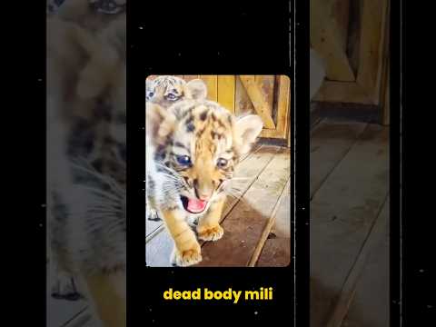 Avni: India’s Most Tragic Tigress Story #utkarshgaurpodcast #utkarshgaurclips#tiger