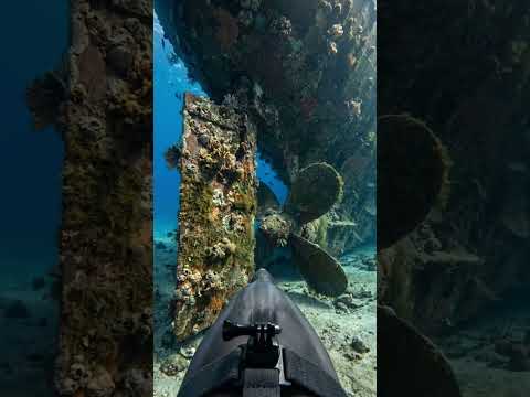 Trained Dolphin With a Head Camera Explores a 1962 Lost Ocean Liner #AnimalPOV #LostShip #Ocean