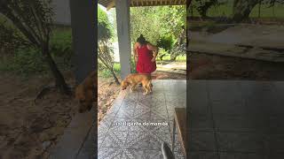 Seu cachorro sabe fazer isso?