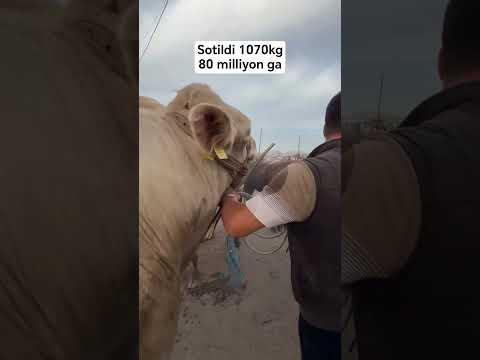 #buqa gigant ekan