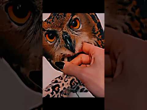 this girls helped an injured bird on the street, nursed it back to health and set it free again #sad