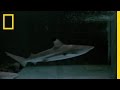 Understanding Marine Exhibit Concepts