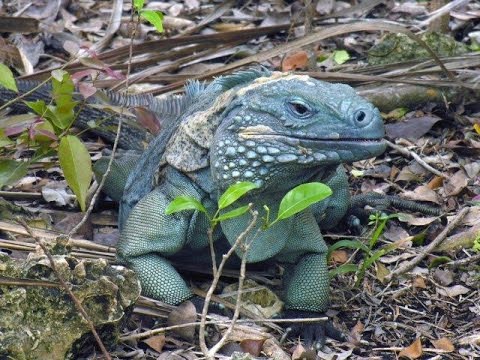 YouTube video thumbnail: Wildlife and Heritage of Cayman Islands