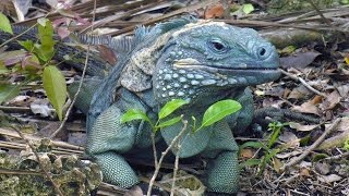 YouTube video thumbnail: Wildlife and Heritage of Cayman Islands