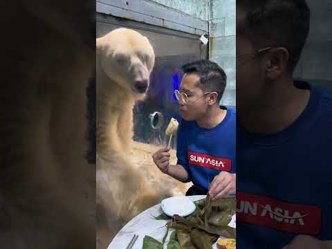 "Bear Got Angry Over Food ๐๐ป๐ก"