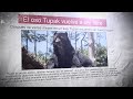 Relocation Challenges of Tupak the Bear