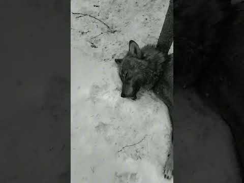 Люди против ВОЛКОВ #экология #животные