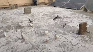 pigeon kabootar ek anda Q dety hai?