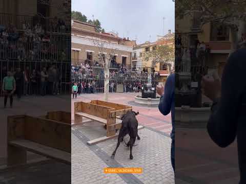 La mejor vaca que veras hoy (pequeño susto se lleva el chaval) 😲😦🐂