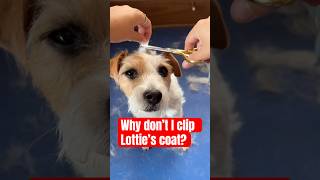 Some people will clip wire coated dogs, but it really changes the coat texture and color!