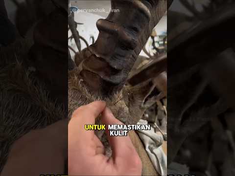 Seni taxidermy yang memukau #shorts
