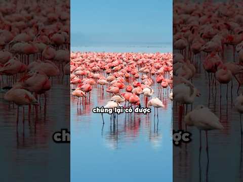 Không phải màu hồng?🤔