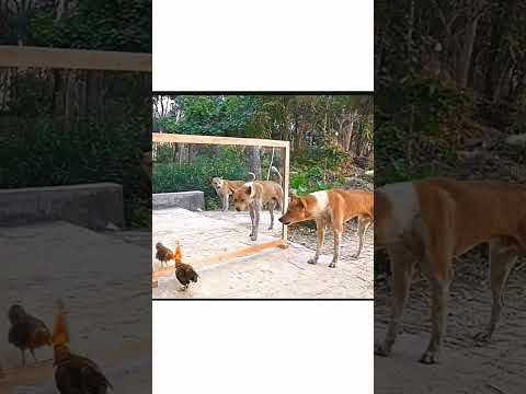 Doge mirror ๐ช reaction ๐ฎ #funny #dogprank #animals #dogtraining #pranks