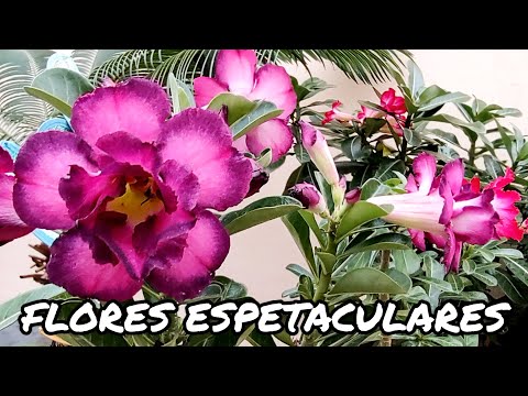 CANTEIRO DE ROSAS DO DESERTO EM FLORES + NOVOS CACTOS NA COLEÇÃO