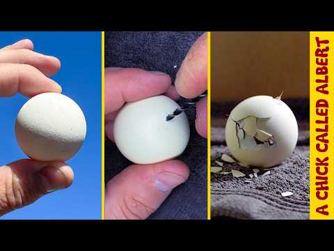 I Had To PERFORM SURGERY On The World's Roundest Chicken Egg!
