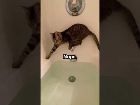 Mr. George being curious #crazycats #funnycats