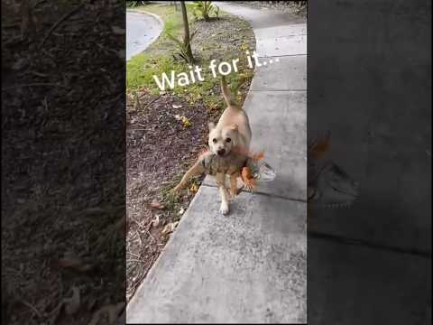 Dogs funny video ๐ถ๐ #dog #dogsfunnyvideo