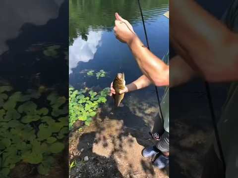 Pet Fish Moments🐟#fish #fishing #fishes #funny##foryou #fyp #fishtok